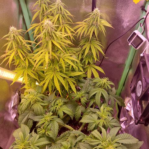 Gorilla Cookies ( 2FAST4BUD'S) growlog timeline photo