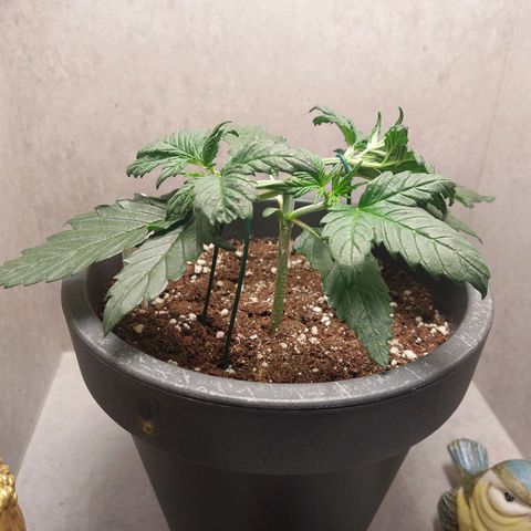 Gorilla Cookies ( 2FAST4BUD'S) growlog timeline photo