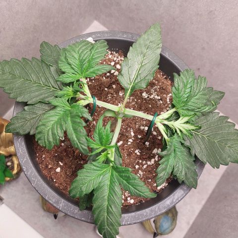 Gorilla Cookies ( 2FAST4BUD'S) growlog timeline photo
