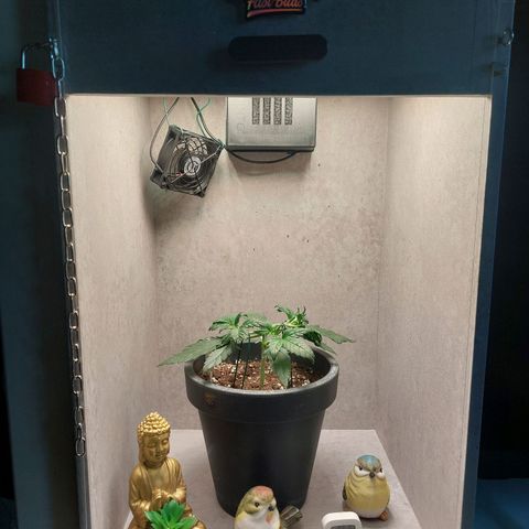 Gorilla Cookies ( 2FAST4BUD'S) growlog timeline photo