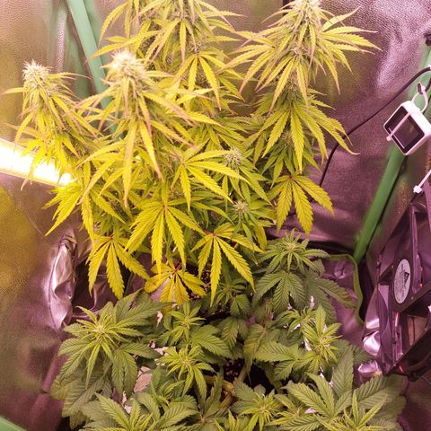 Gorilla Cookies ( 2FAST4BUD'S) growlog timeline photo