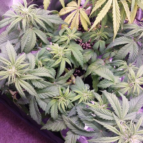 Gorilla Glue #4 (Seed66 ) growlog timeline photo
