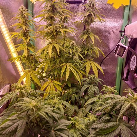 Gorilla Cookies (Seed66) growlog timeline photo