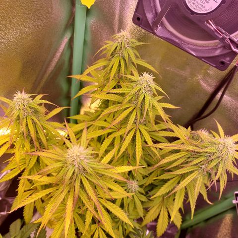 Gorilla Cookies (Seed66) growlog timeline photo