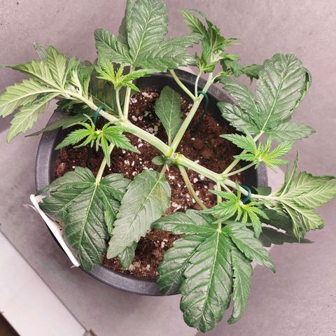 Gorilla Cookies ( 2FAST4BUD'S) growlog photo: 4 Tage nach dem Ersten LST TRAINING 