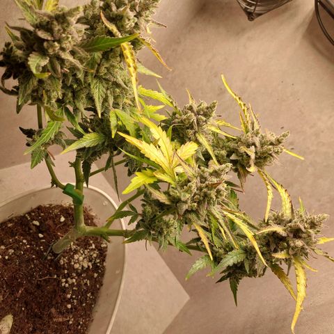 Mimosa Orange Punch( Barney’s Farm) growlog timeline photo