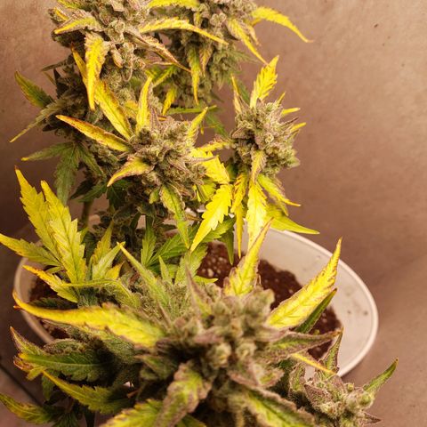 Mimosa Orange Punch( Barney’s Farm) growlog timeline photo