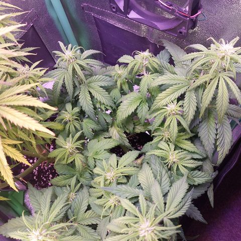 Gorilla Cookies ( 2FAST4BUD'S) growlog timeline photo