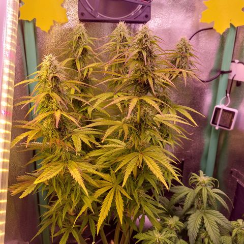 Gorilla Cookies ( 2FAST4BUD'S) growlog timeline photo