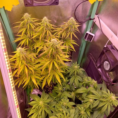 Gorilla Cookies ( 2FAST4BUD'S) growlog timeline photo