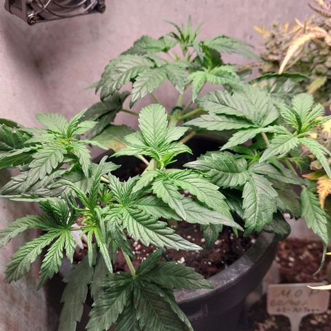 Gorilla Cookies ( 2FAST4BUD'S) growlog timeline photo