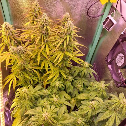 Gorilla Cookies ( 2FAST4BUD'S) growlog timeline photo