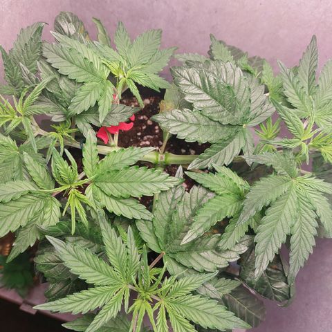 Gorilla Cookies ( 2FAST4BUD'S) growlog timeline photo