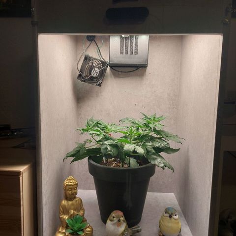 Gorilla Cookies ( 2FAST4BUD'S) growlog timeline photo