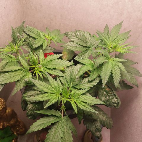 Gorilla Cookies ( 2FAST4BUD'S) growlog timeline photo