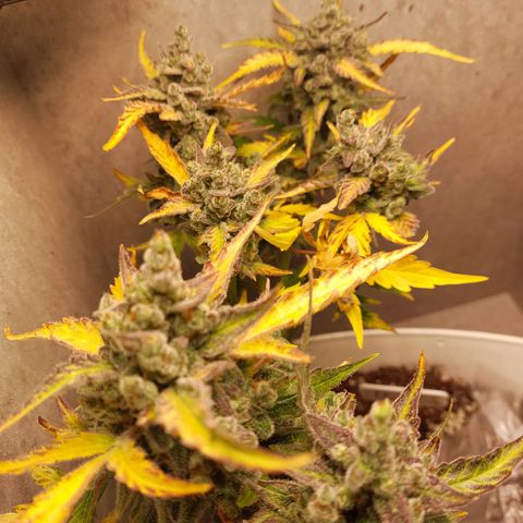 Mimosa Orange Punch( Barney’s Farm) growlog timeline photo