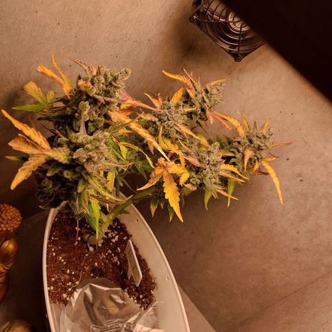 Mimosa Orange Punch( Barney’s Farm) growlog timeline photo