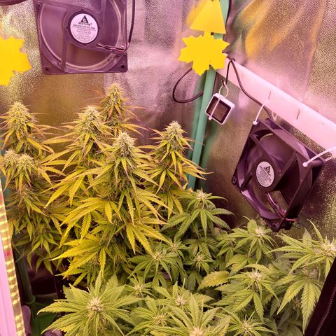 Gorilla Cookies ( 2FAST4BUD'S) growlog timeline photo