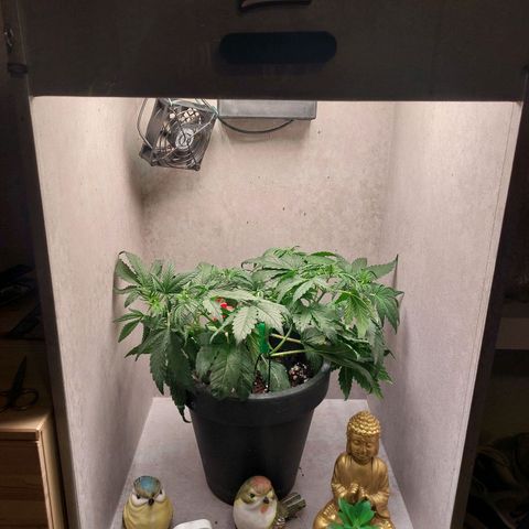 Gorilla Cookies ( 2FAST4BUD'S) growlog timeline photo