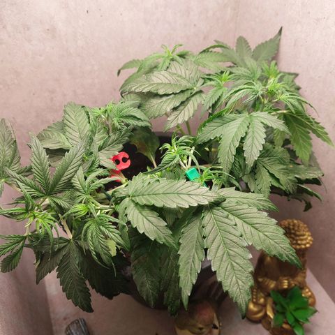 Gorilla Cookies ( 2FAST4BUD'S) growlog timeline photo