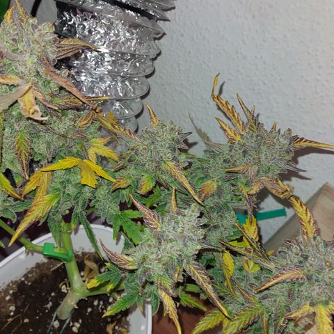 Mimosa Orange Punch( Barney’s Farm) growlog timeline photo