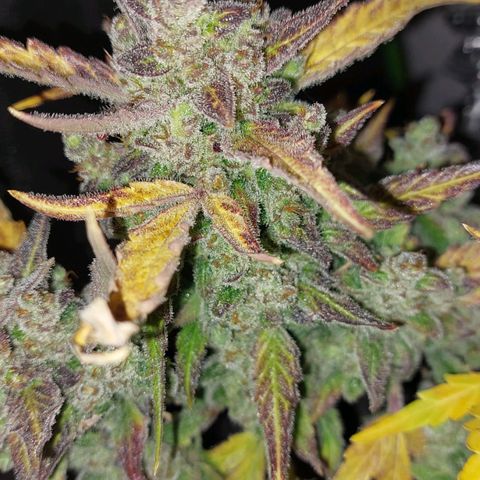 Mimosa Orange Punch( Barney’s Farm) growlog timeline photo