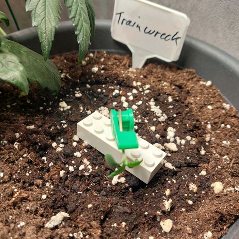 Trainwreck (2Fast4Bud's) growlog timeline photo