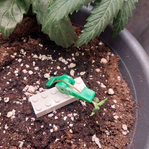Trainwreck (2Fast4Bud's) growlog timeline photo
