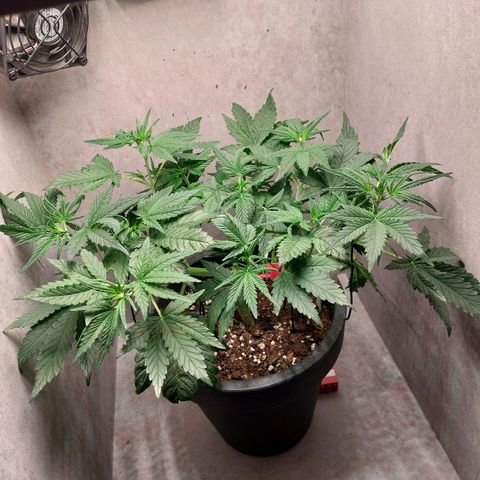 Gorilla Cookies ( 2FAST4BUD'S) growlog timeline photo