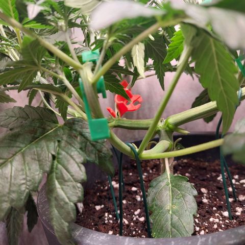 Gorilla Cookies ( 2FAST4BUD'S) growlog timeline photo