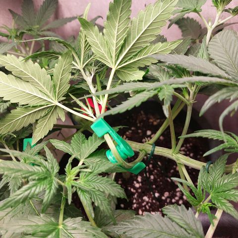 Gorilla Cookies ( 2FAST4BUD'S) growlog timeline photo