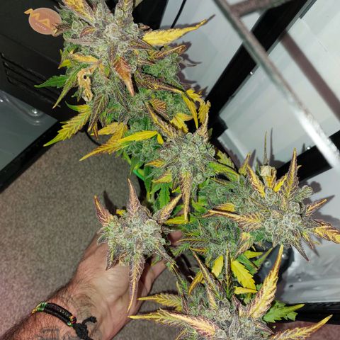 Mimosa Orange Punch( Barney’s Farm) growlog timeline photo
