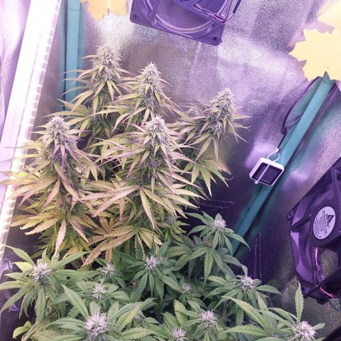 Gorilla Cookies ( 2FAST4BUD'S) growlog timeline photo