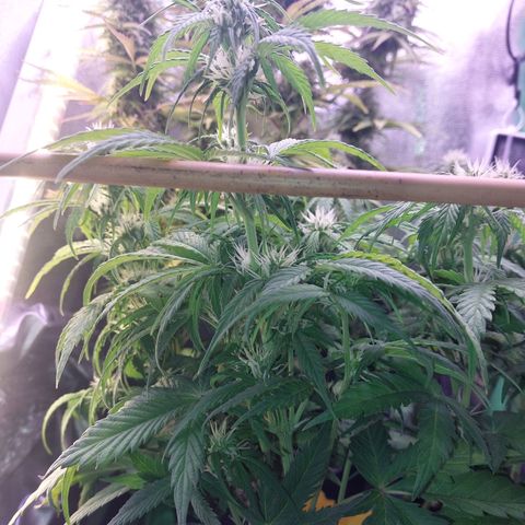 Gorilla Cookies ( 2FAST4BUD'S) growlog timeline photo