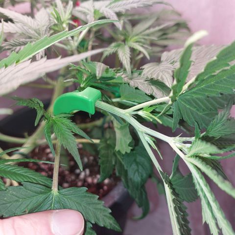 Gorilla Cookies ( 2FAST4BUD'S) growlog timeline photo