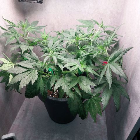 Gorilla Cookies ( 2FAST4BUD'S) growlog timeline photo