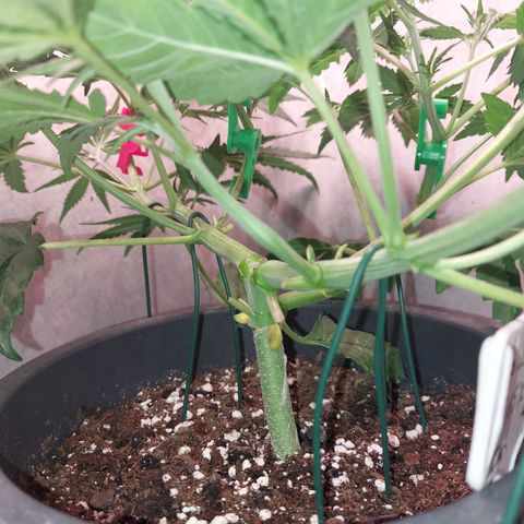 Gorilla Cookies ( 2FAST4BUD'S) growlog timeline photo