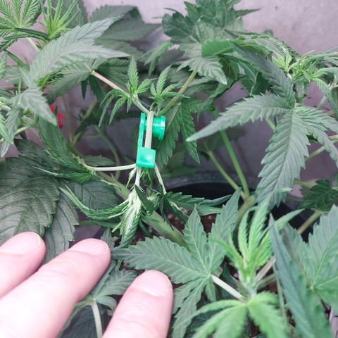 Gorilla Cookies ( 2FAST4BUD'S) growlog timeline photo