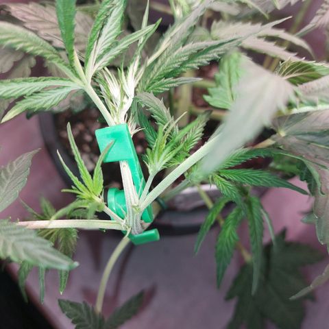Gorilla Cookies ( 2FAST4BUD'S) growlog timeline photo