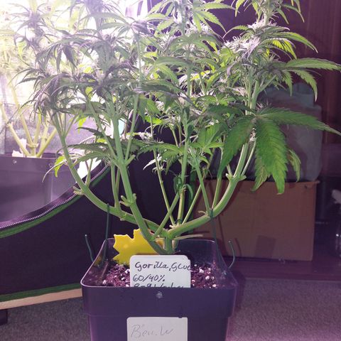 Gorilla Glue #4 (Seed66 ) growlog timeline photo