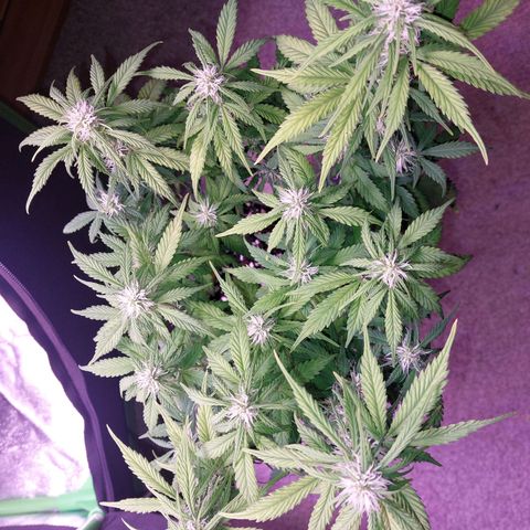 Gorilla Glue #4 (Seed66 ) growlog timeline photo