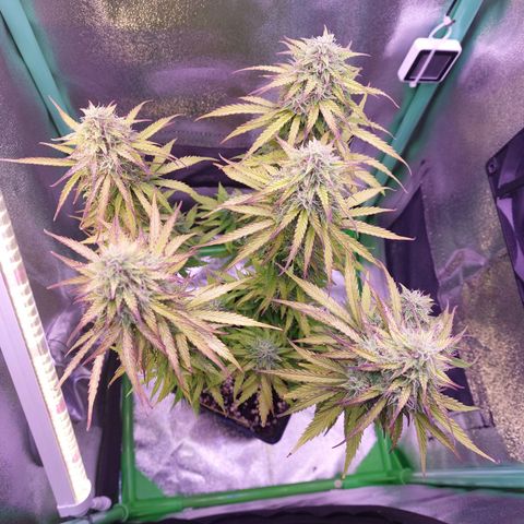 Gorilla Cookies (Seed66) growlog timeline photo