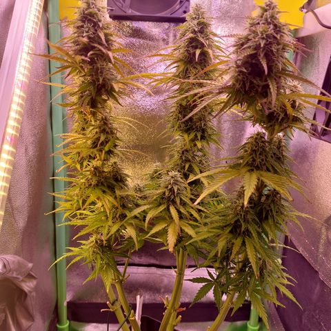 Gorilla Cookies (Seed66) growlog timeline photo