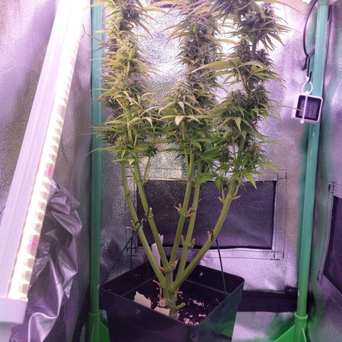 Gorilla Cookies (Seed66) growlog timeline photo