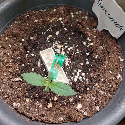 Trainwreck (2Fast4Bud's) growlog timeline photo
