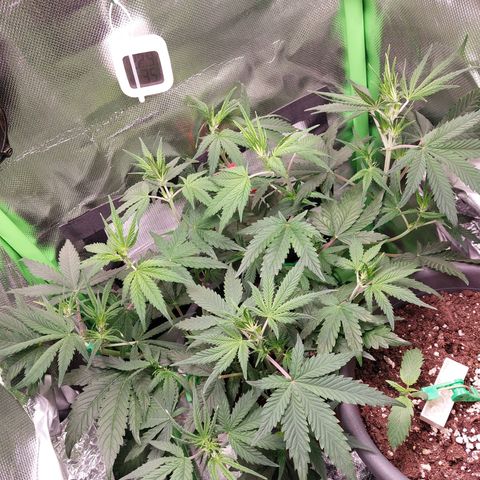 Gorilla Cookies ( 2FAST4BUD'S) growlog timeline photo