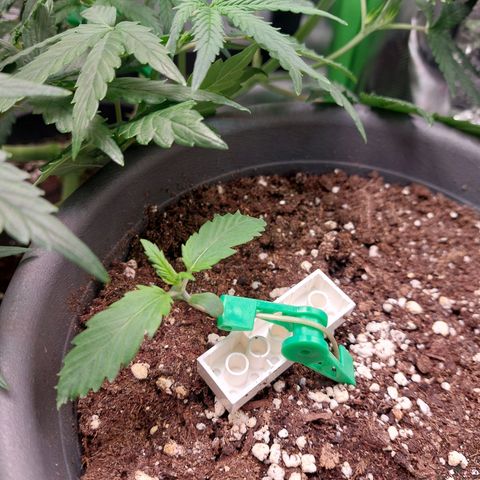 Trainwreck (2Fast4Bud's) growlog timeline photo