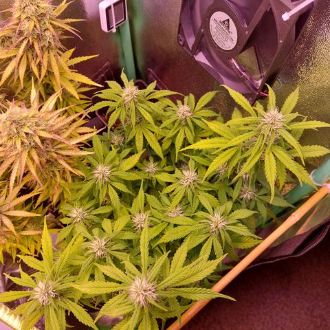 Gorilla Glue #4 (Seed66 ) growlog timeline photo