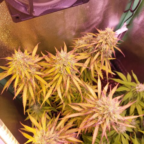 Gorilla Cookies (Seed66) growlog timeline photo