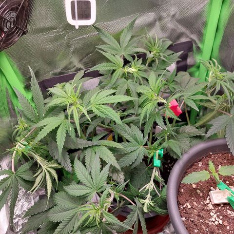 Gorilla Cookies ( 2FAST4BUD'S) growlog timeline photo